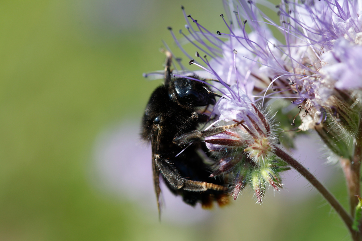 Erdhummel??