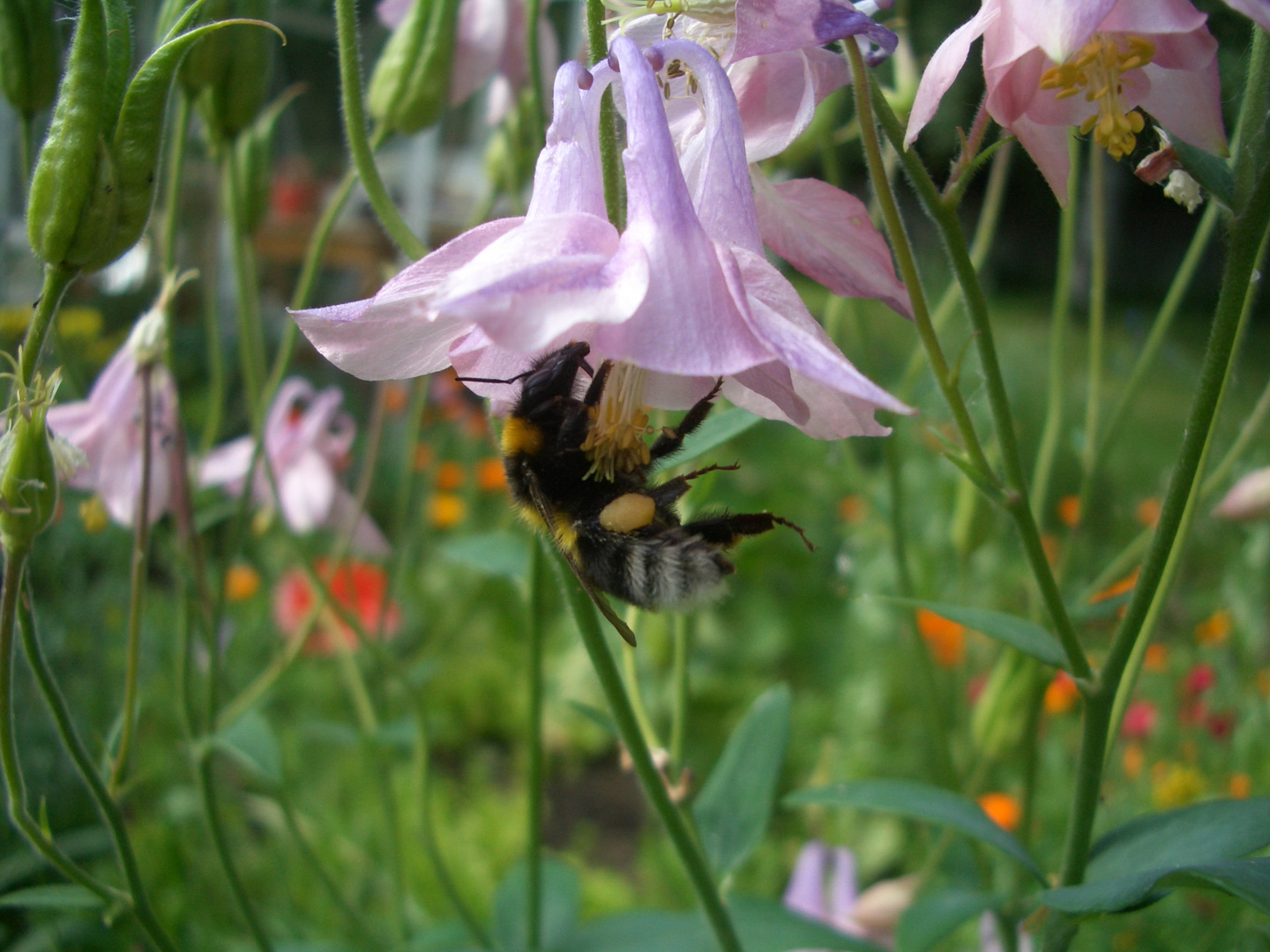 Erdhummel