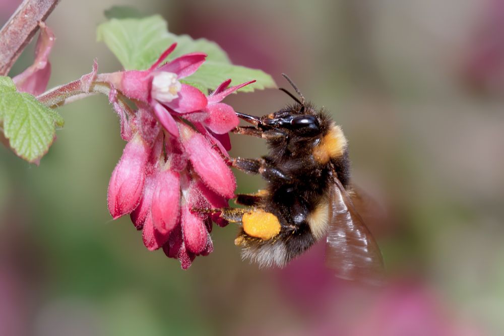 erdhummel