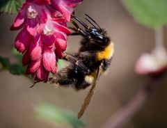 erdhummel