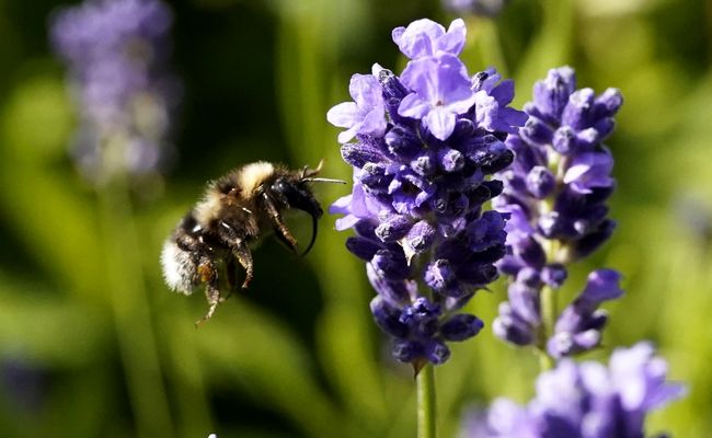 Erdhummel im Anflug auf Lavendelblüte