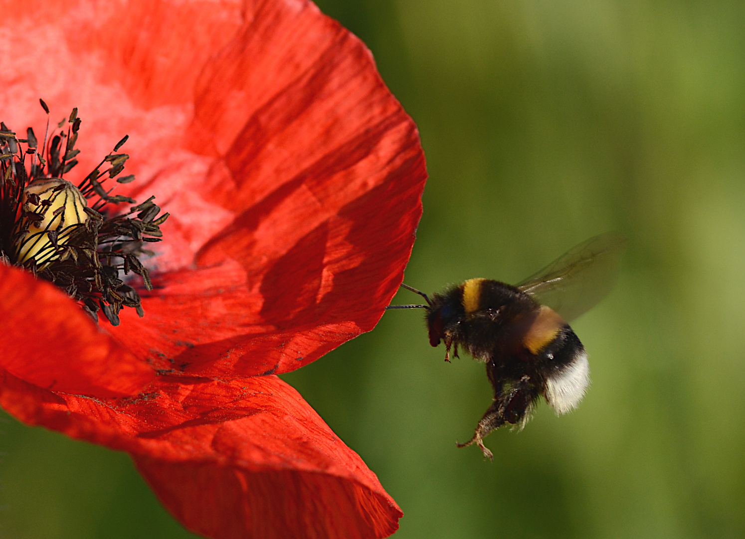 Erdhummel im Anflug