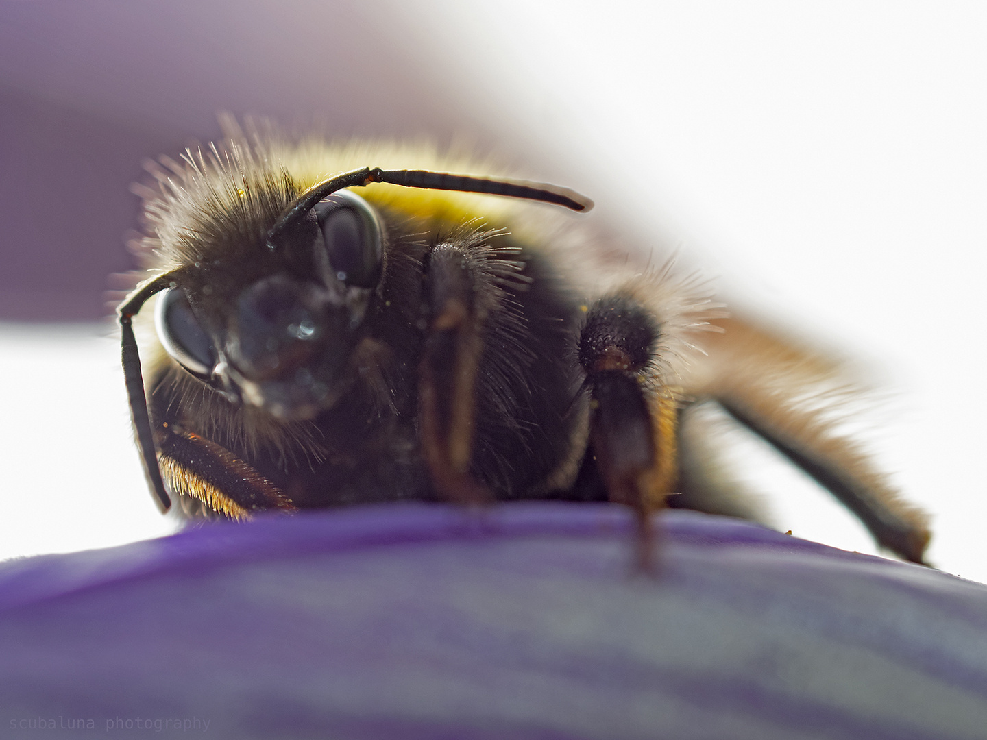 Erdhummel im Gegenlicht