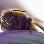 Erdhummel im Gegenlicht