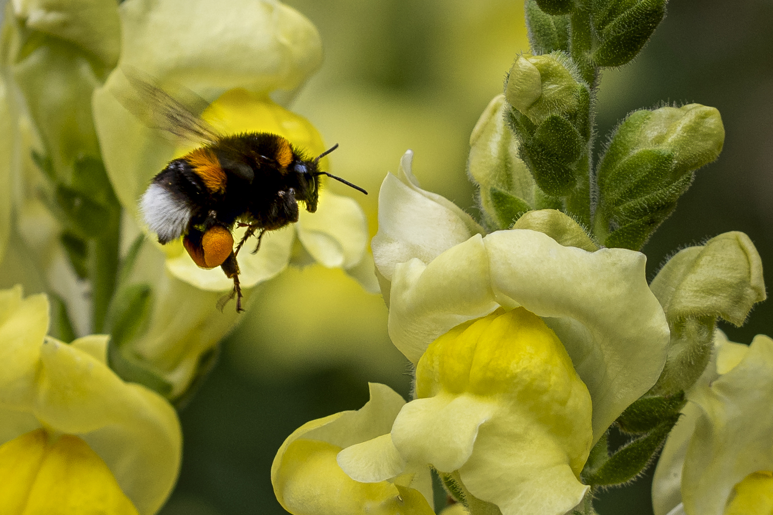 Erdhummel im Landeanflug