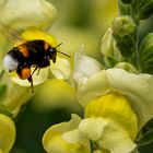 Erdhummel im Landeanflug