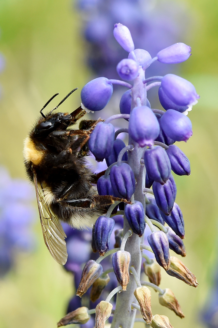 Erdhummel im Paradies