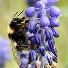 Erdhummel im Paradies