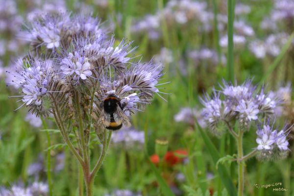 Erdhummel im Phaceliafeld