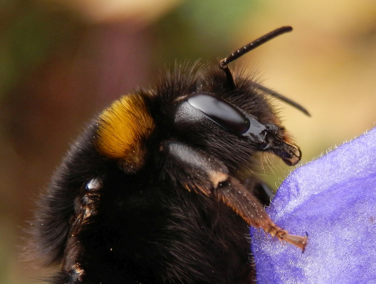 Erdhummel im Profil