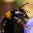 Erdhummel im Profil