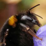 Erdhummel im Profil