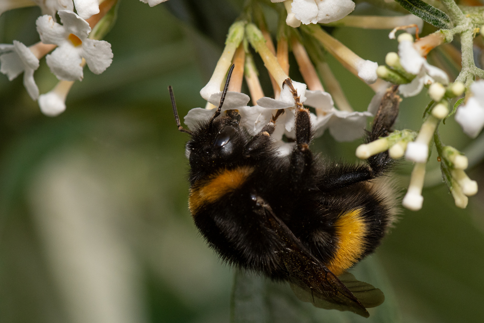 Erdhummel im Sommerflieder