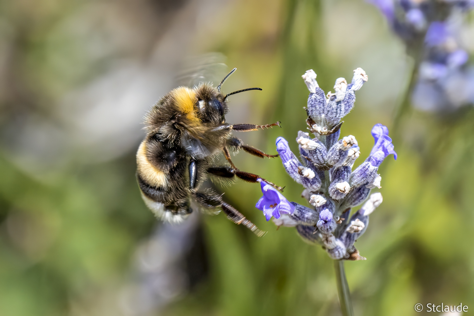 Erdhummel im stress