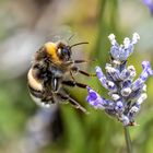 Erdhummel im stress