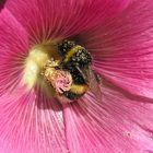 Erdhummel im Vollrausch