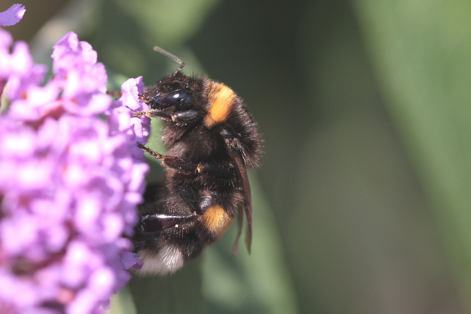 Erdhummel IMG_2080