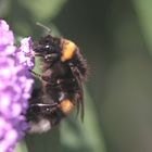 Erdhummel IMG_2080