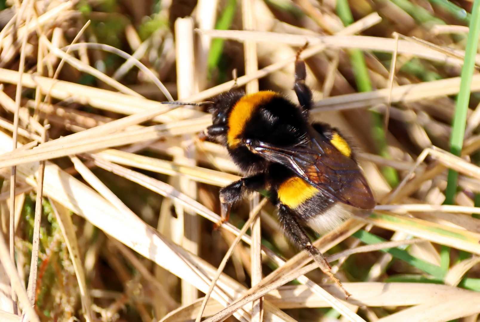 Erdhummel-Königin