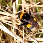 Erdhummel-Königin