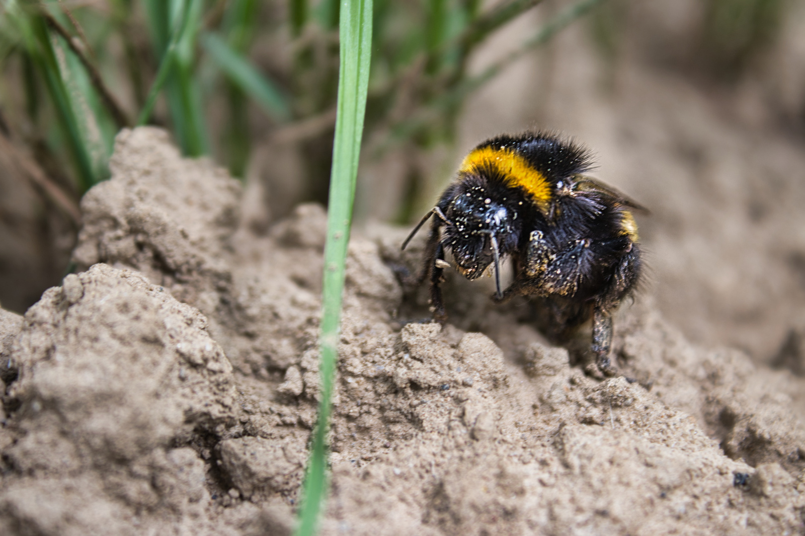 Erdhummel-Königin