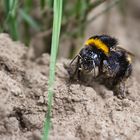 Erdhummel-Königin