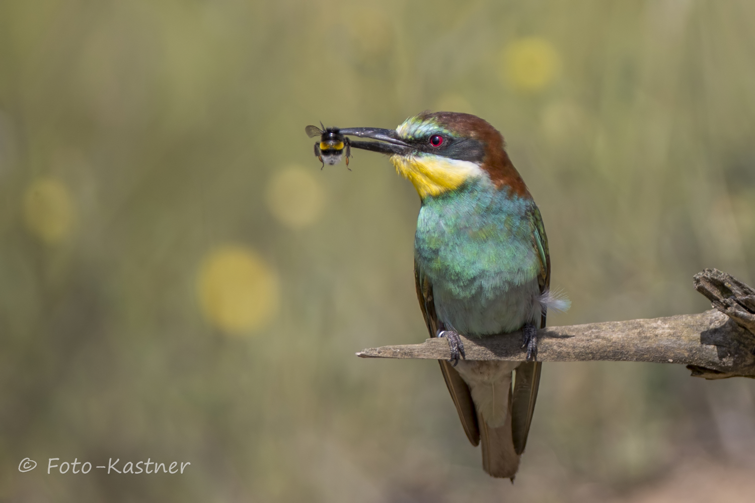 Erdhummel mit Bienenfresser  (Merops apiaster)