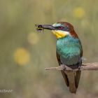 Erdhummel mit Bienenfresser  (Merops apiaster)