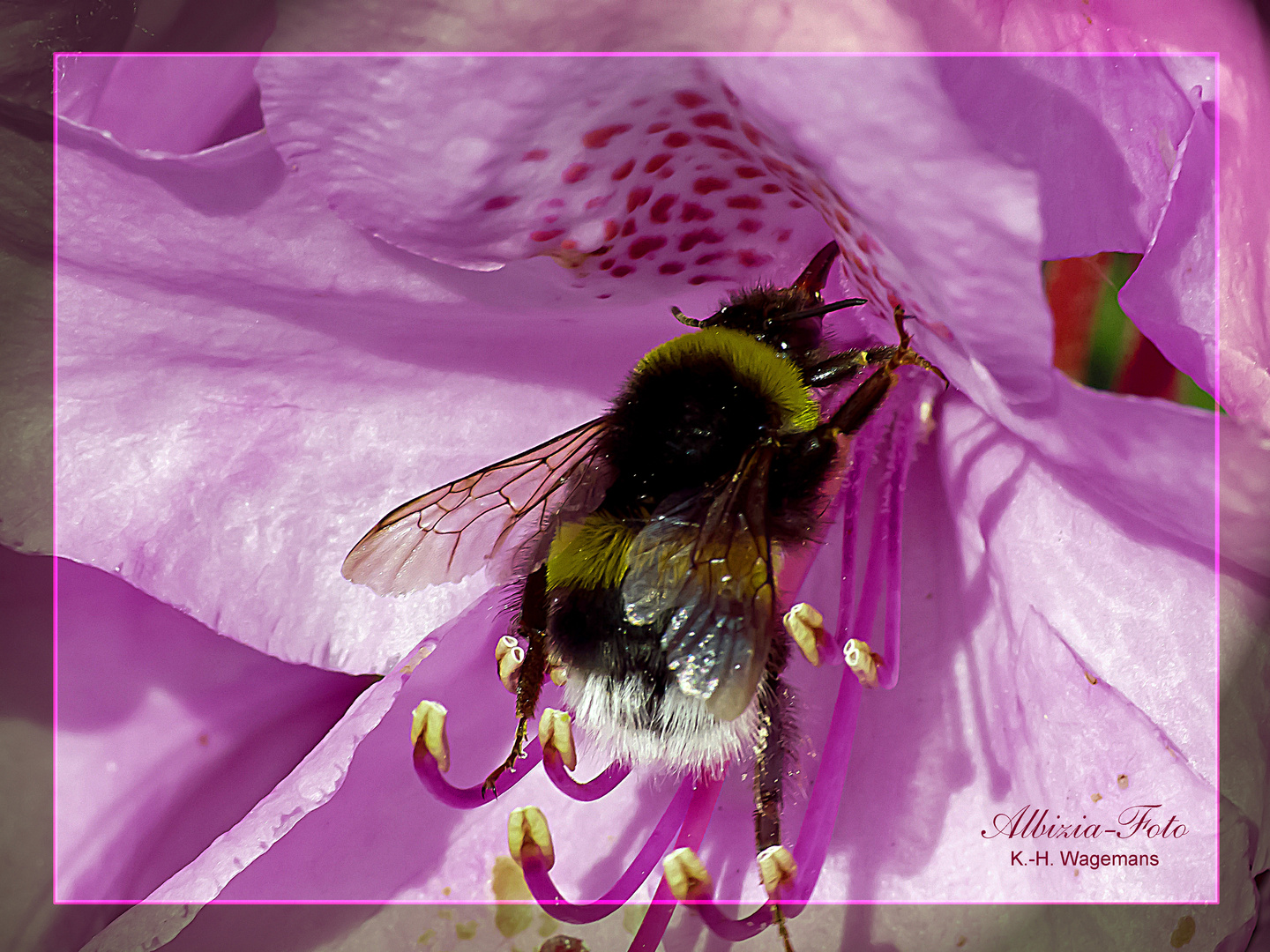 Erdhummel mit Rhododendronblüte (Bombus terrestris)