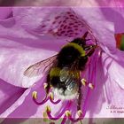 Erdhummel mit Rhododendronblüte (Bombus terrestris)