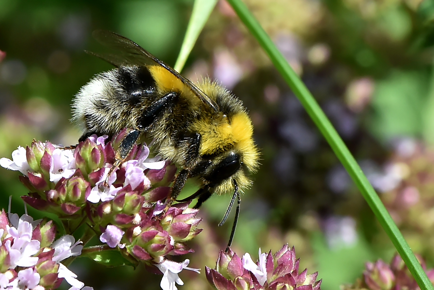 Erdhummel on top