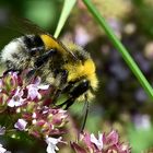 Erdhummel on top