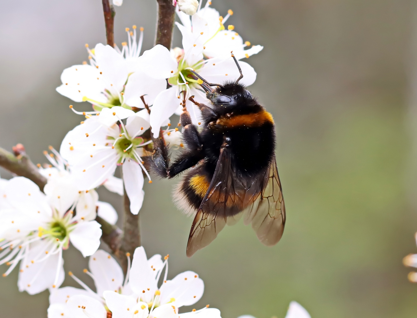 Erdhummel-Queen