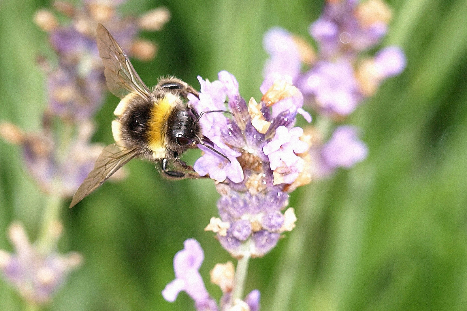 Erdhummel sammelt Lavendelnektar