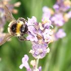 Erdhummel sammelt Lavendelnektar