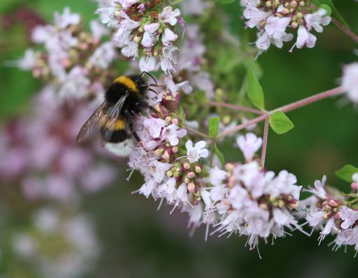Erdhummel_100_0870_an_Oregano