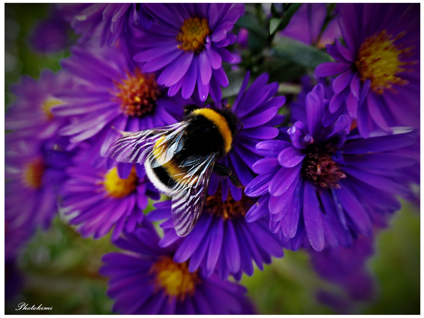 Erdhummeln mögen Astern Foto & Bild spezial, natur, pflanzen Bilder