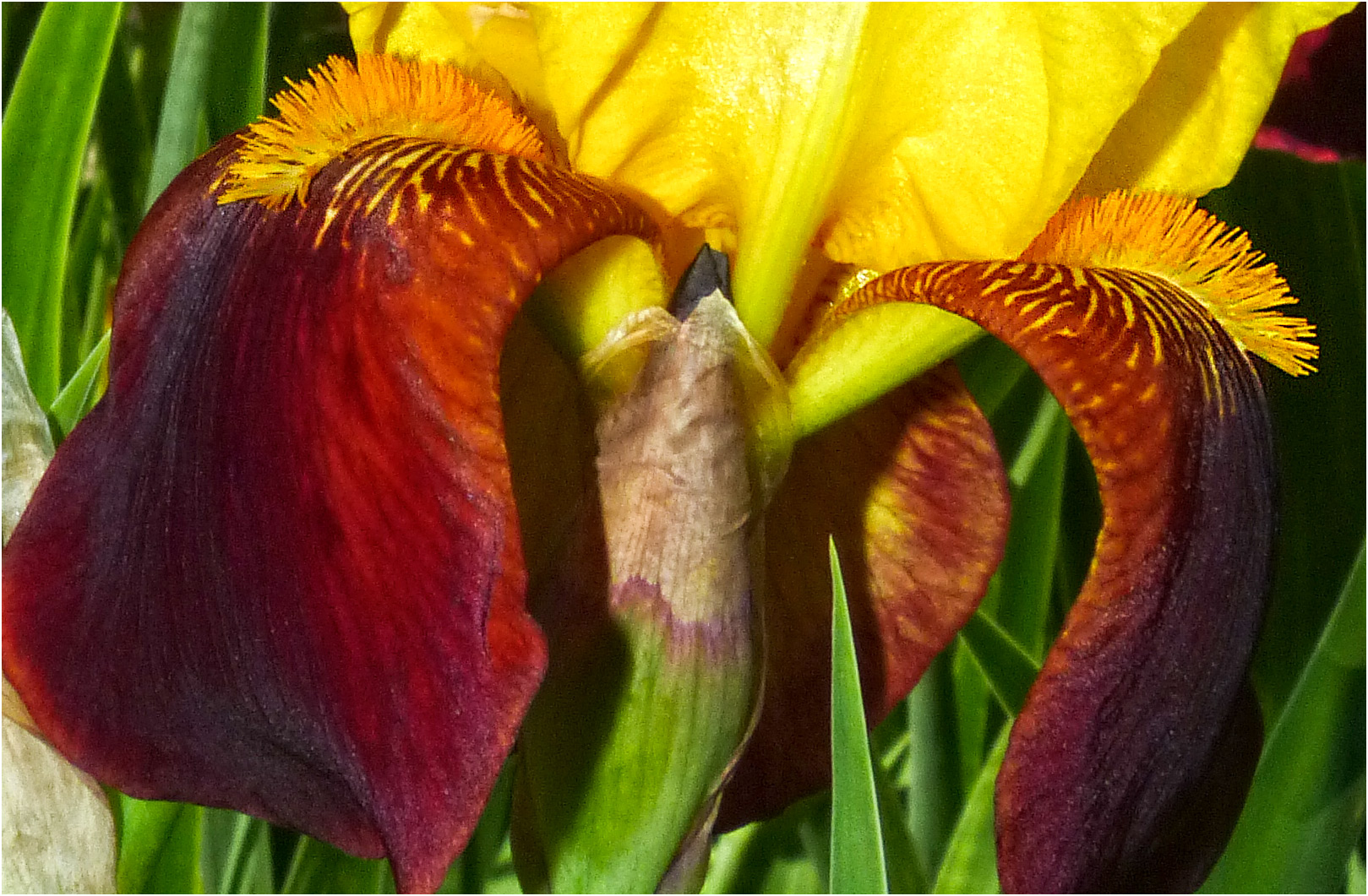 ERDIGER IRIS