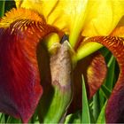 ERDIGER IRIS