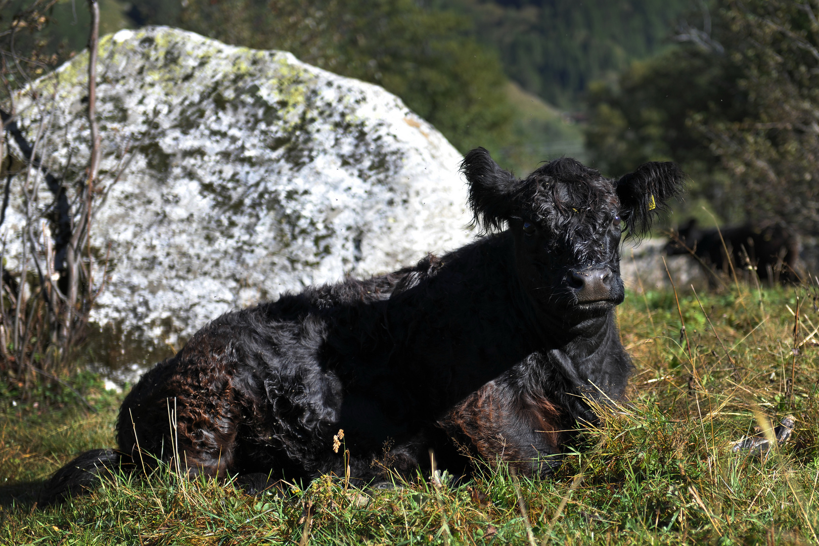 Erdinger Kalb