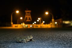 Erdkötenwanderung im Ruhrgebiet