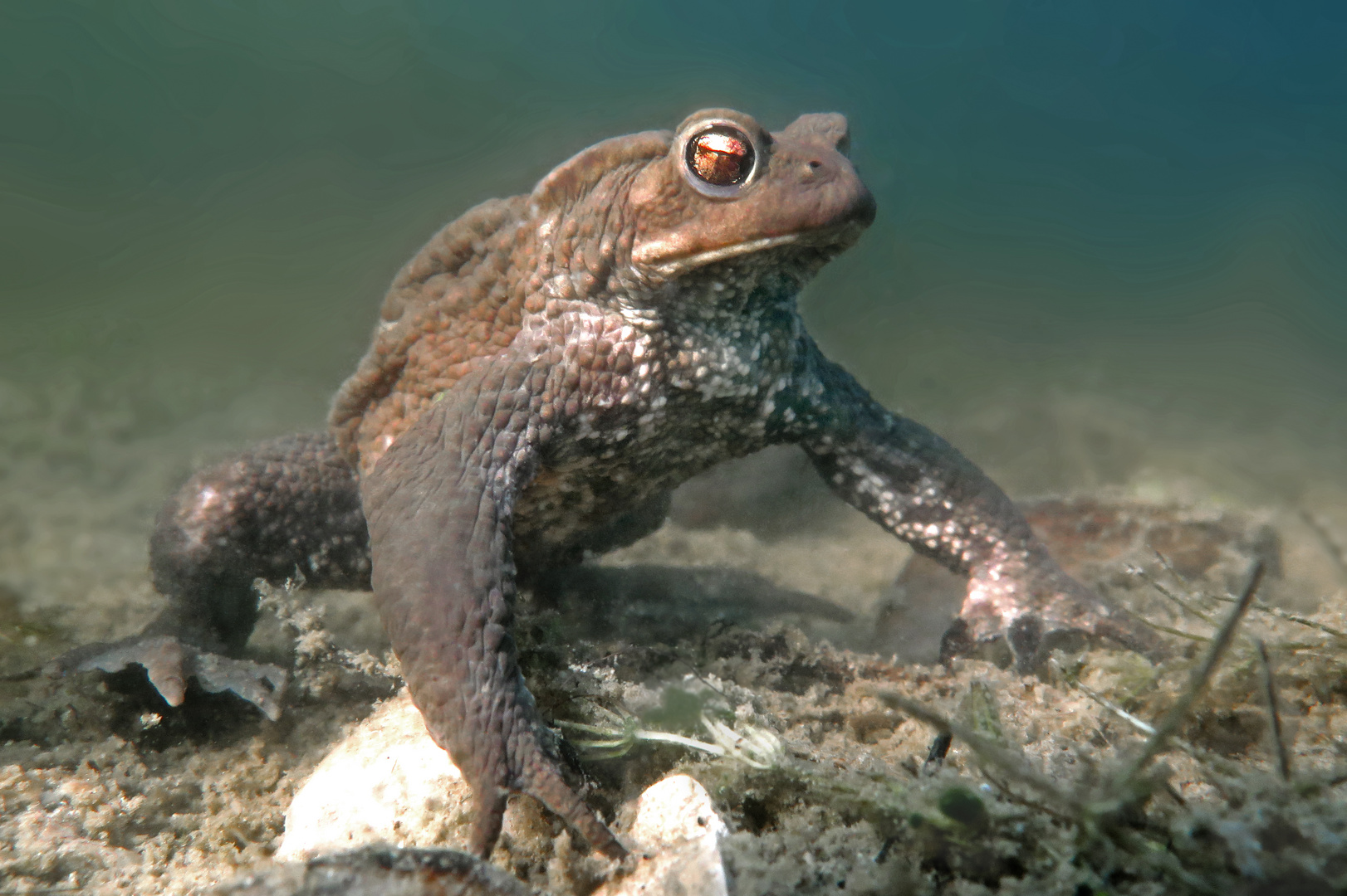 Erdkröte Foto & Bild teich, natur, see Bilder auf