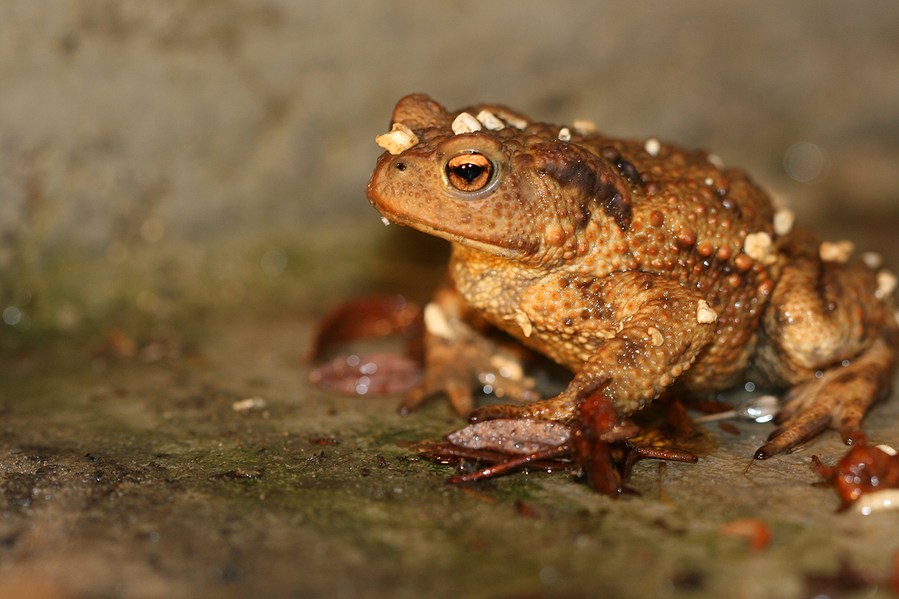 Erdkroete 2 / common toad / bufo bufo