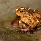 Erdkroete 2 / common toad / bufo bufo