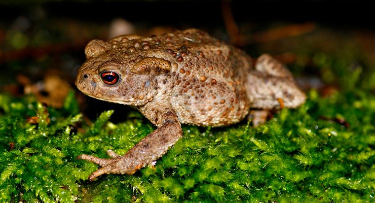 Erdkröte