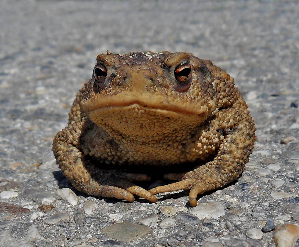 Erdkröte auf dem Donauradweg