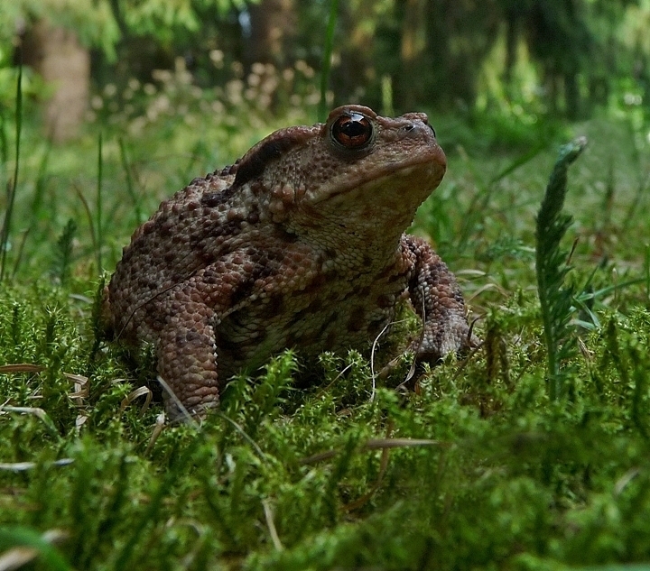 Erdkröte auf Waldlichtung....