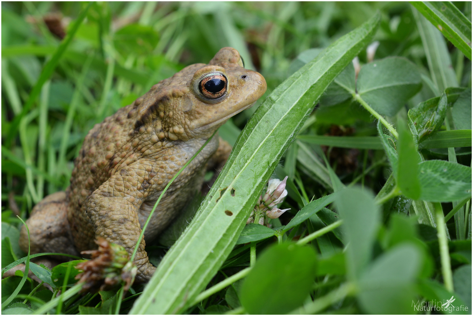 Erdkröte Foto & Bild | natur, tiere, wildlife Bilder auf fotocommunity