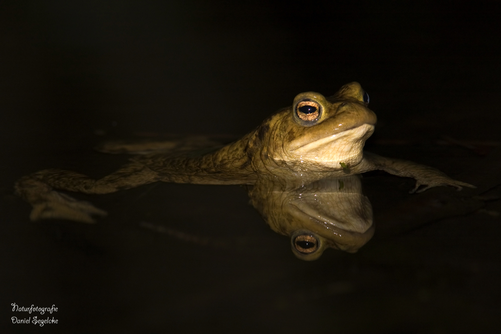 Erdkröte bei der Wanderung