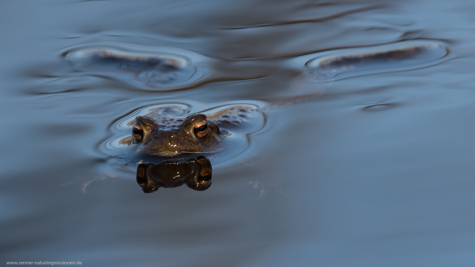 Erdkröte beim Anbaden